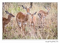 Young Impala_HBB7758_Gallery Print